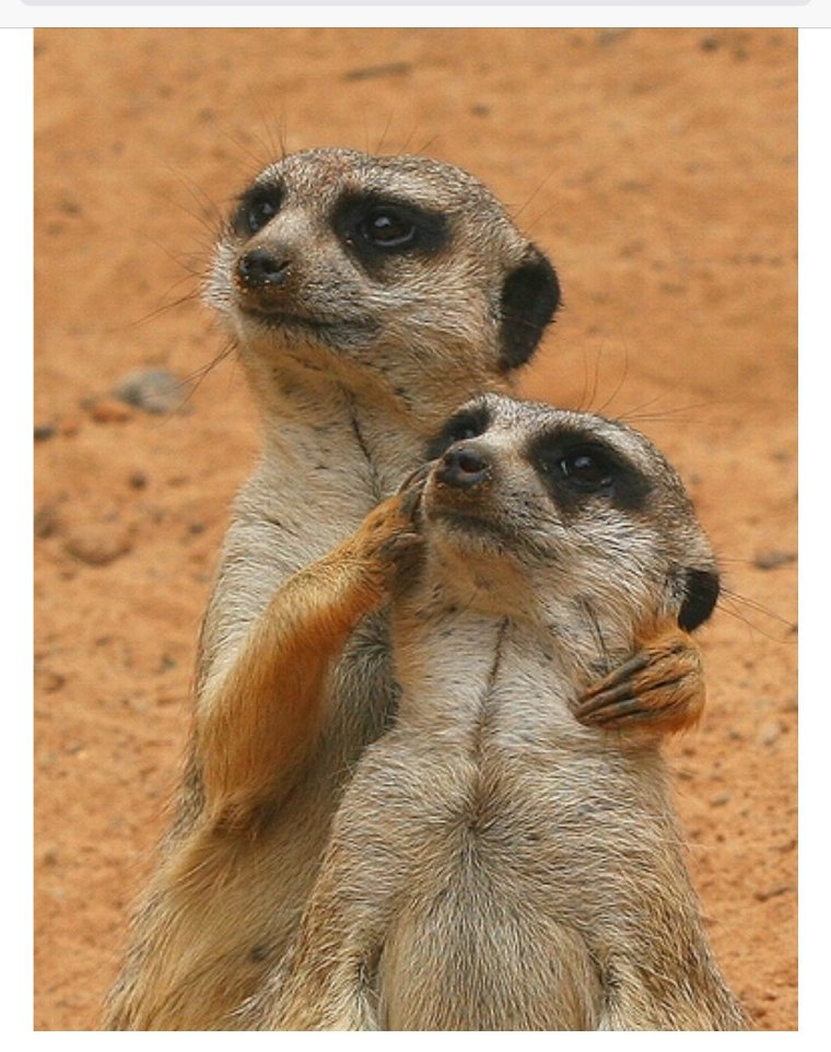 Сурикат приколы