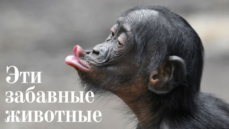 Веселые картинки с матами