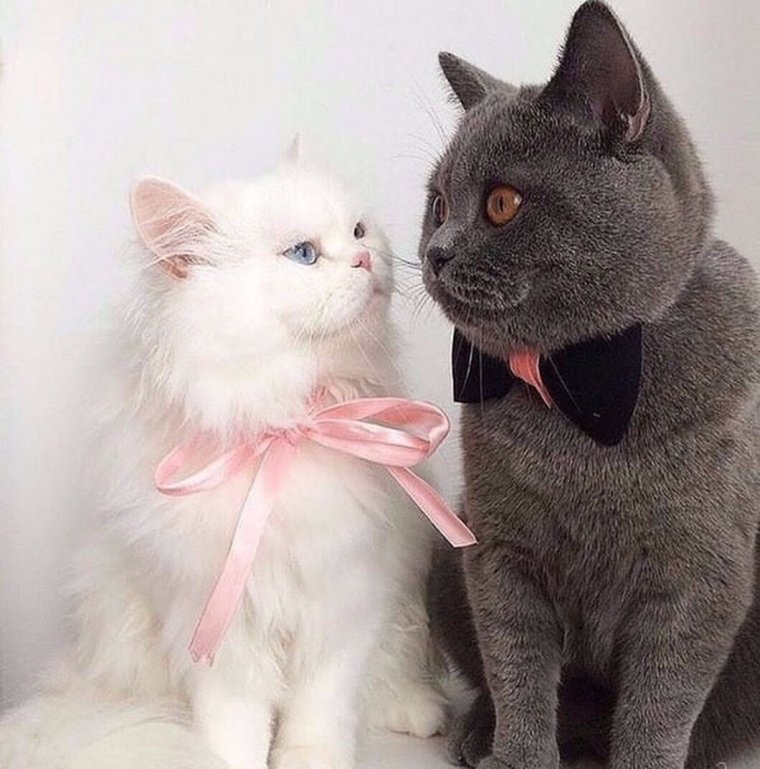 37 Лет совместной супружеской жизни