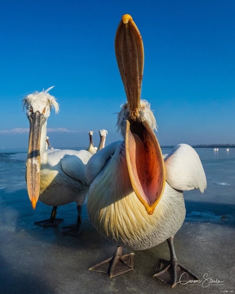 Пеликан смешной