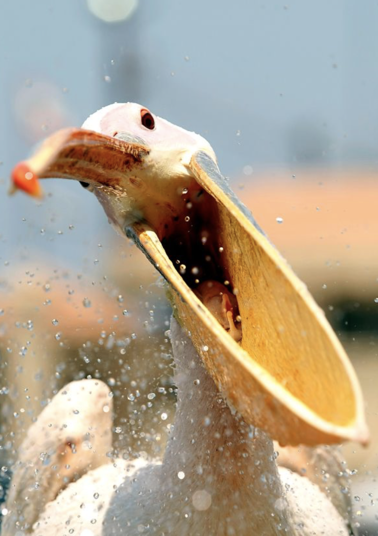 Пеликан страшный