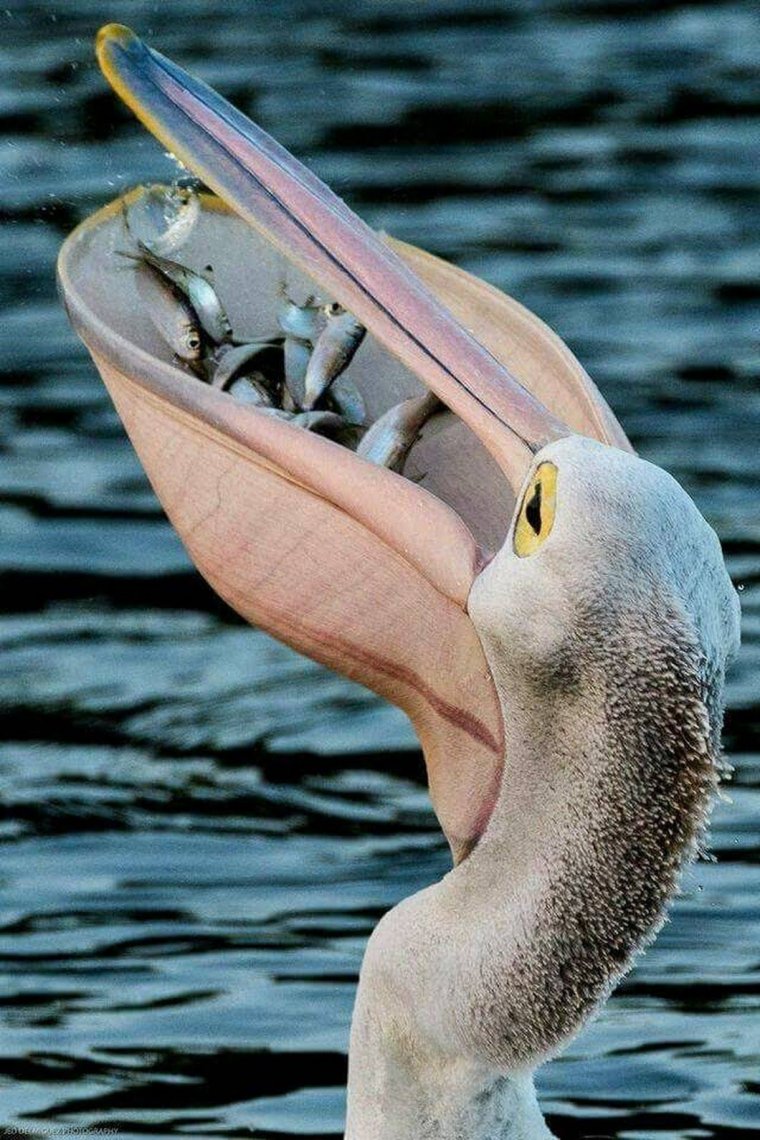 Рыба Пеликан