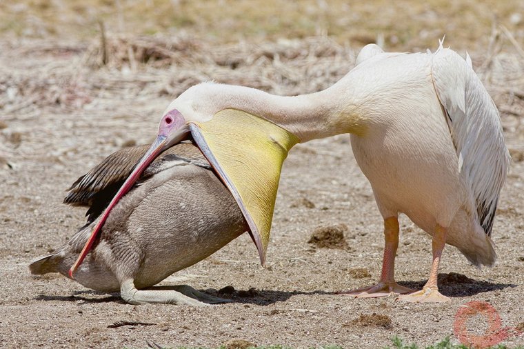 Юрий Артюхин фотограф