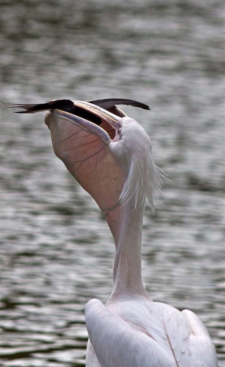 Пеликан проглотил голубя