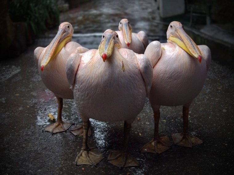 Забавный Гусь