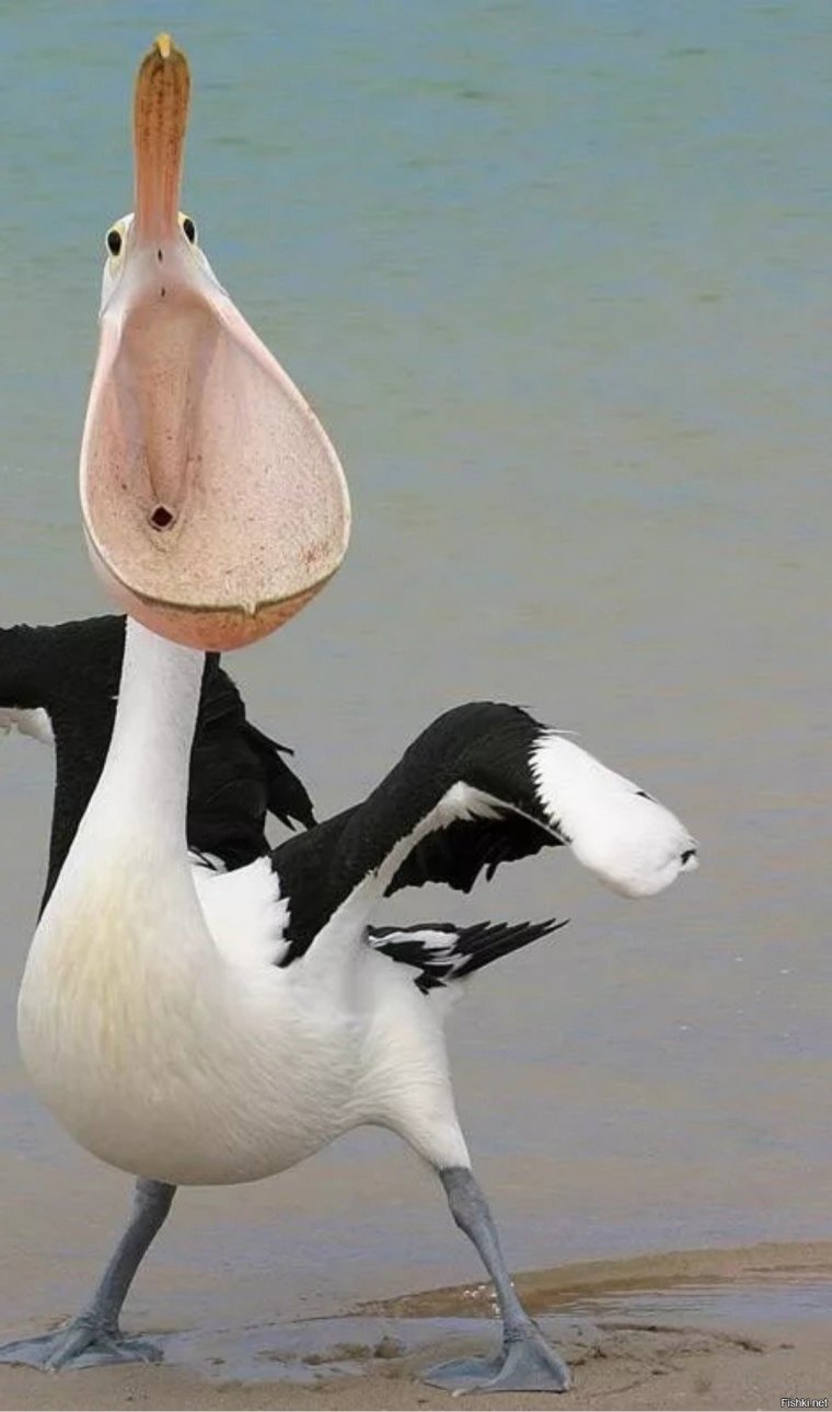 Угарные птицы