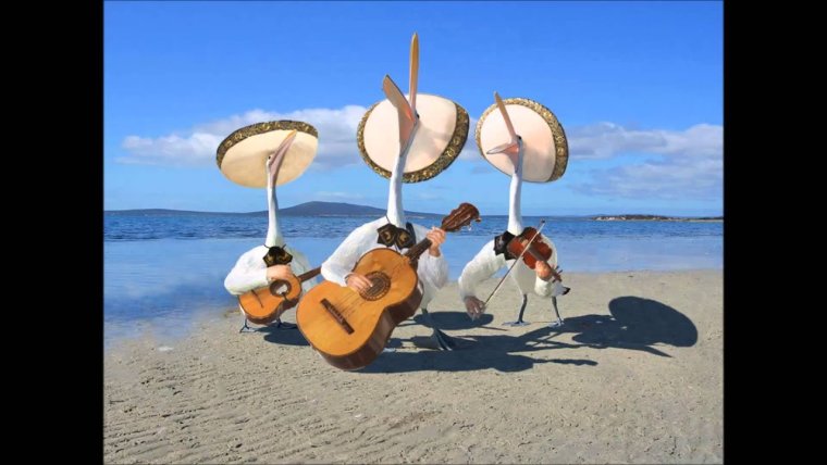 Пеликан юмор