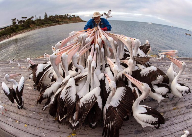 В каждой стране свои голуби