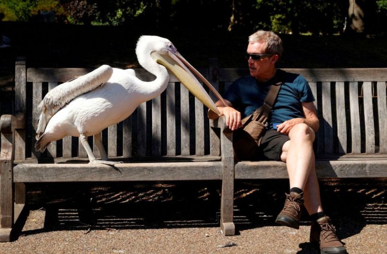 Пеликан и человек
