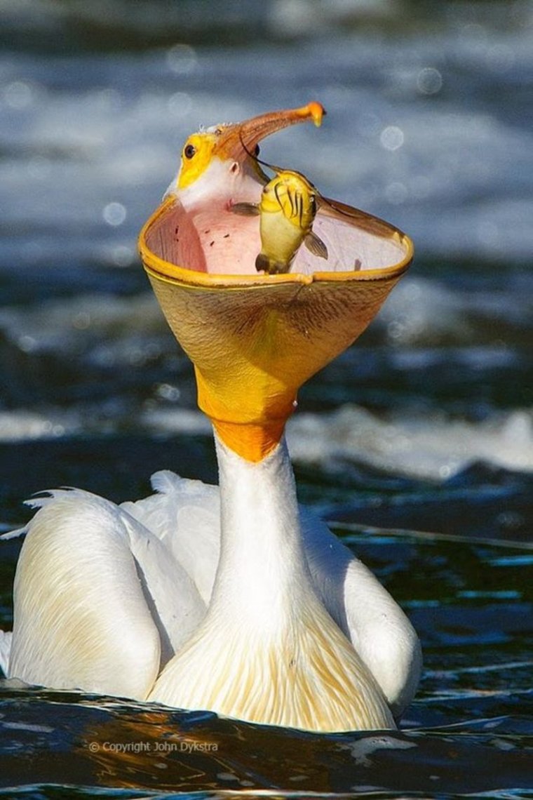 Водоплавающие птицы