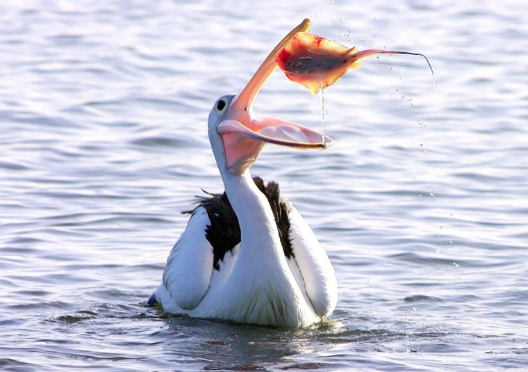 Милый Пеликан