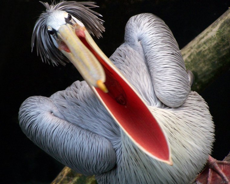 Пеликан смешной