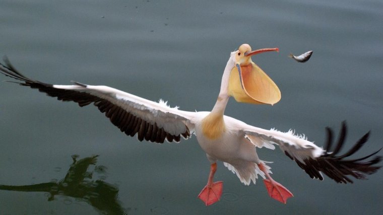 Розовый Пеликан в полете
