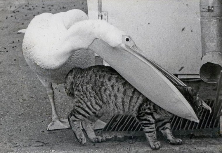 Пеликан и кот