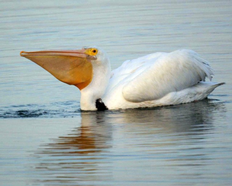 Зубы пеликана