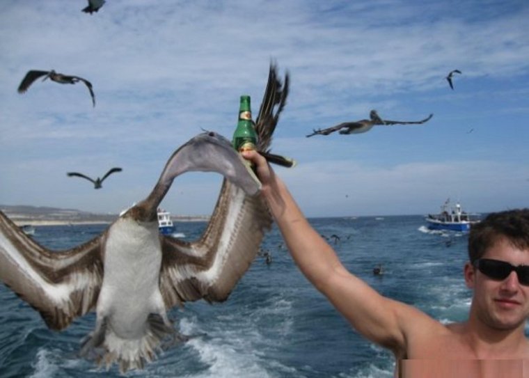 Пеликан прикол