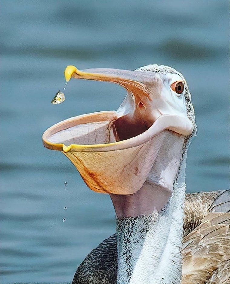 Розовоспинный Пеликан