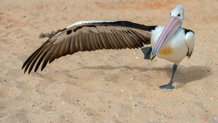 Пеликан Мем