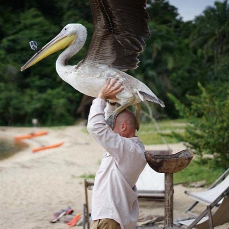 Пеликан и человек