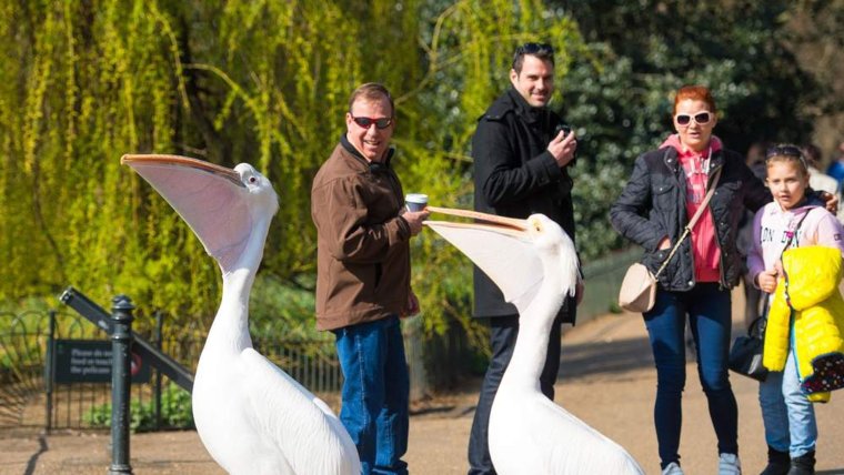 Пеликан смешной