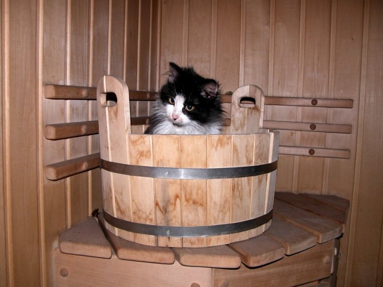 Коты в бане