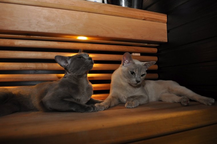 Кошачья баня