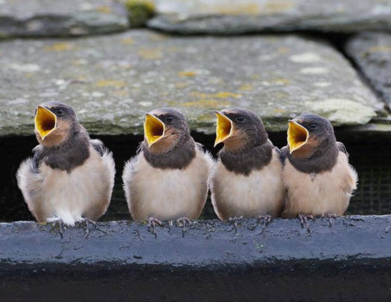 Птенцы с открытыми ртами