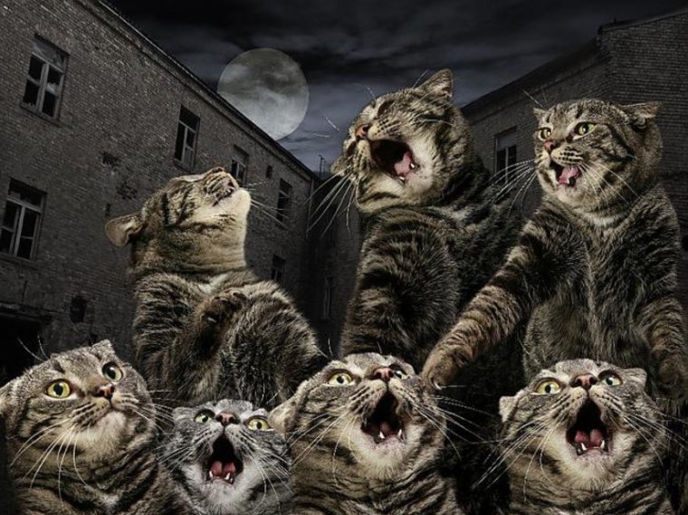 Орущий кот