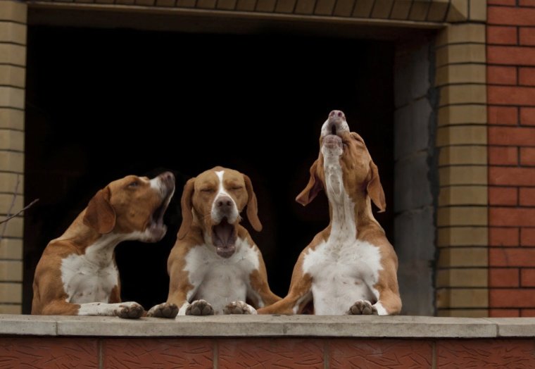 Собака поет