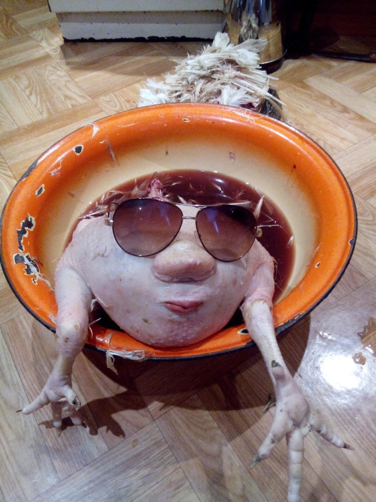 Курица в очках