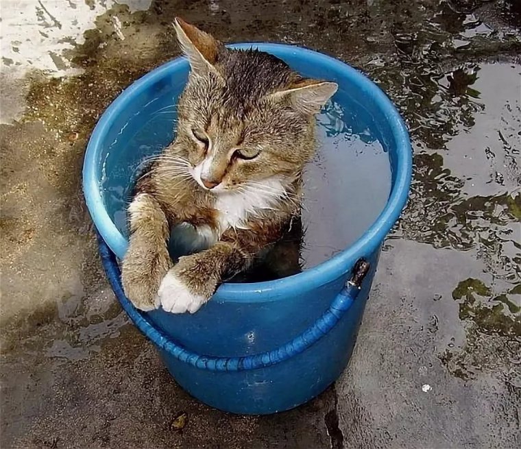 Тазик для котов