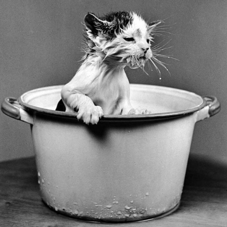 Кот в сметане