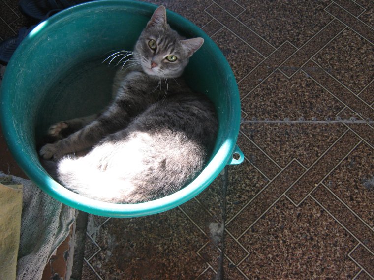 Огромный тазик Оливье