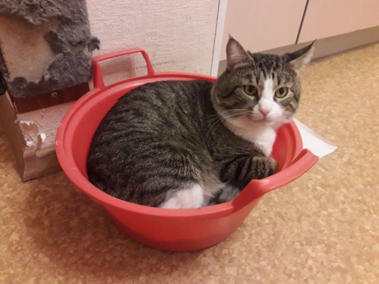 Котенок в тазике