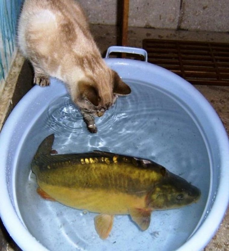 Шлепа в тазике кот