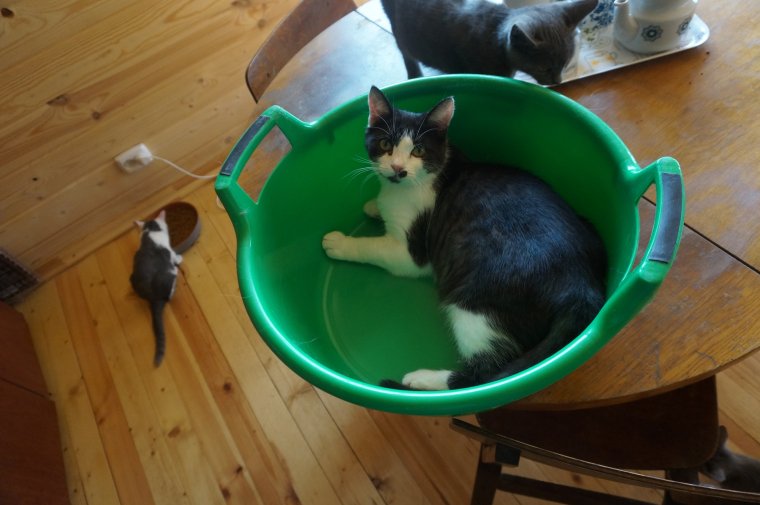 Тазик на столе