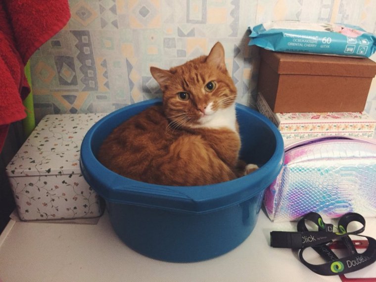 Кот в тазике с водой