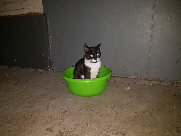 Девушка в тазике