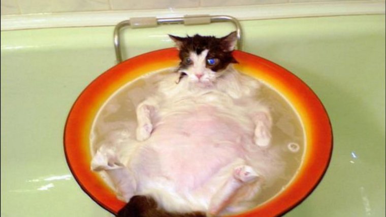 Смешные коты с подписями до слез