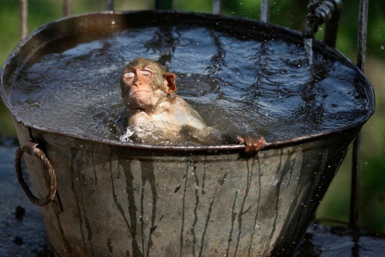 Корыто с водой