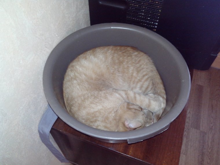 Ребенок в ведре прикол