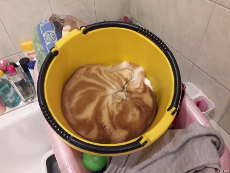 Таз для стирки