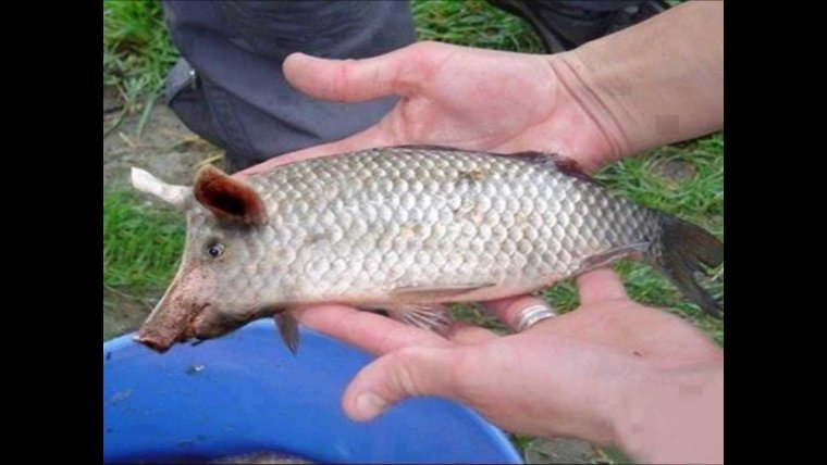 Ни рыба ни мясо