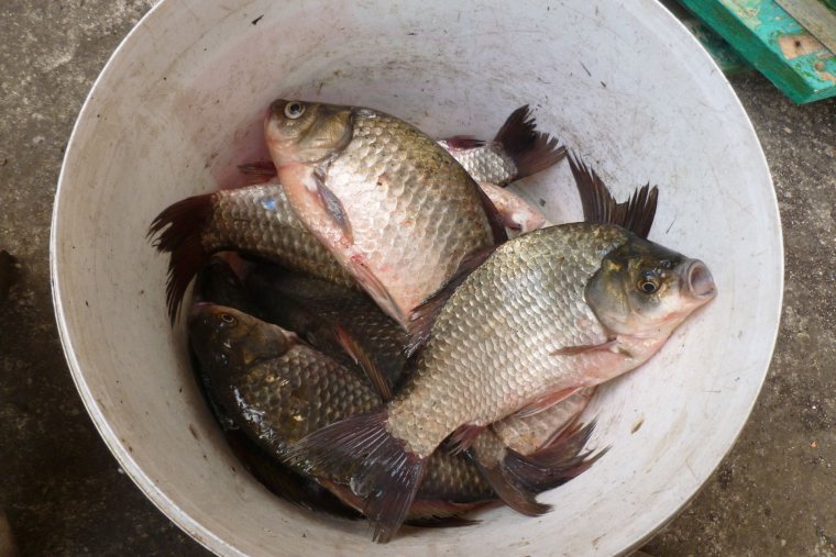 Смешной Карп