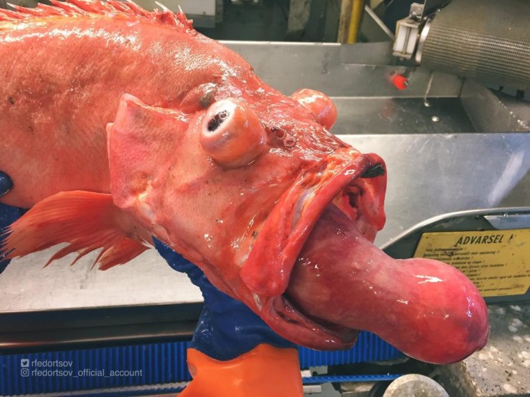 Смешные и Упоротые рыбы