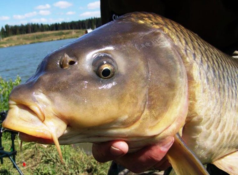 Рыба каторжник Овцеголов