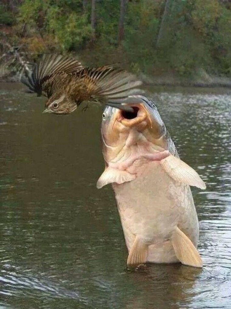 Рыбка с котиком приколы