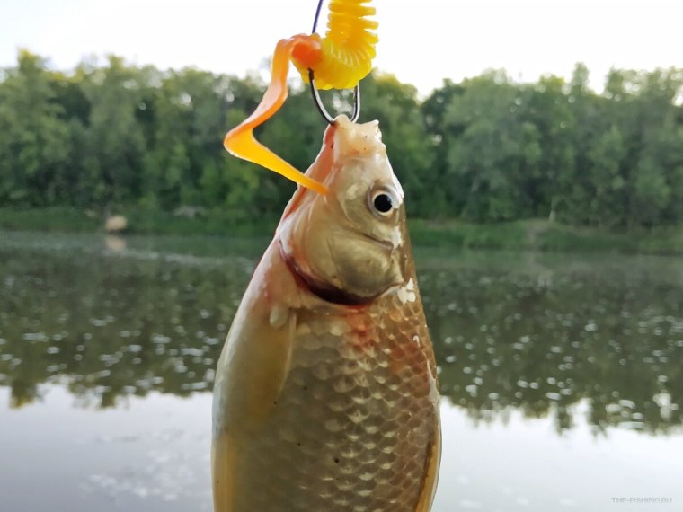 Смешной Карп