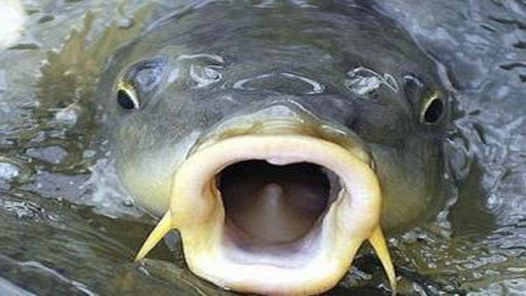 Гончаренко язь