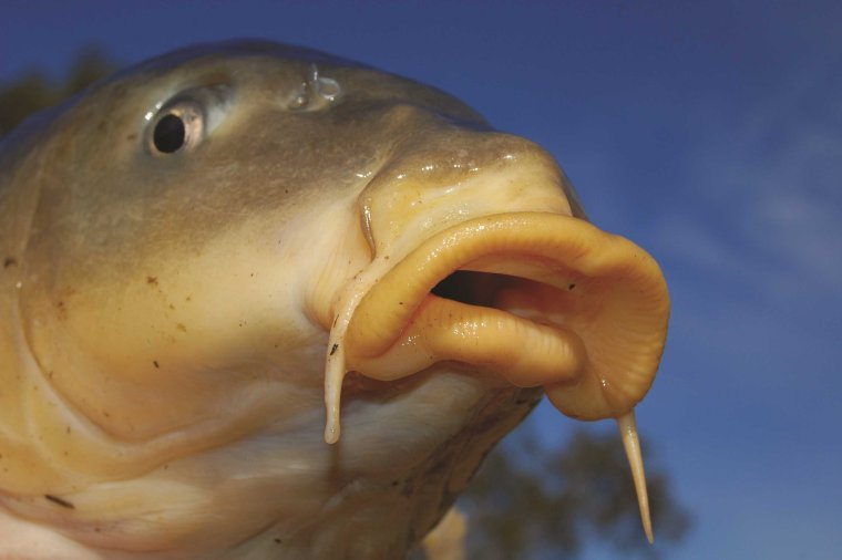 Виктор Николаевич Гончаренко